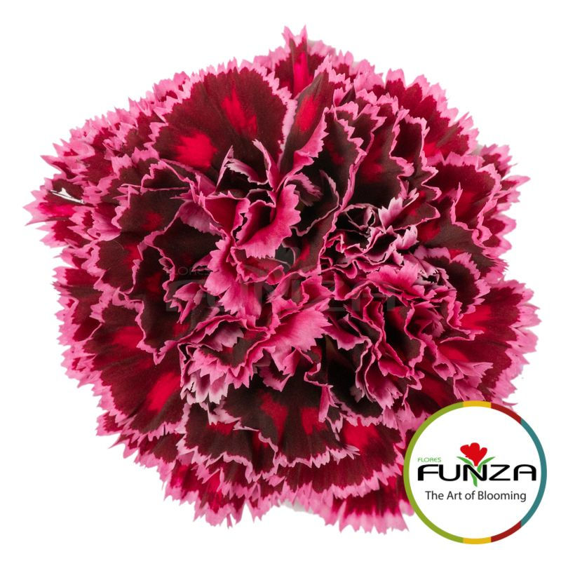 Nobbio Burgundy Bicolor carnation view from top