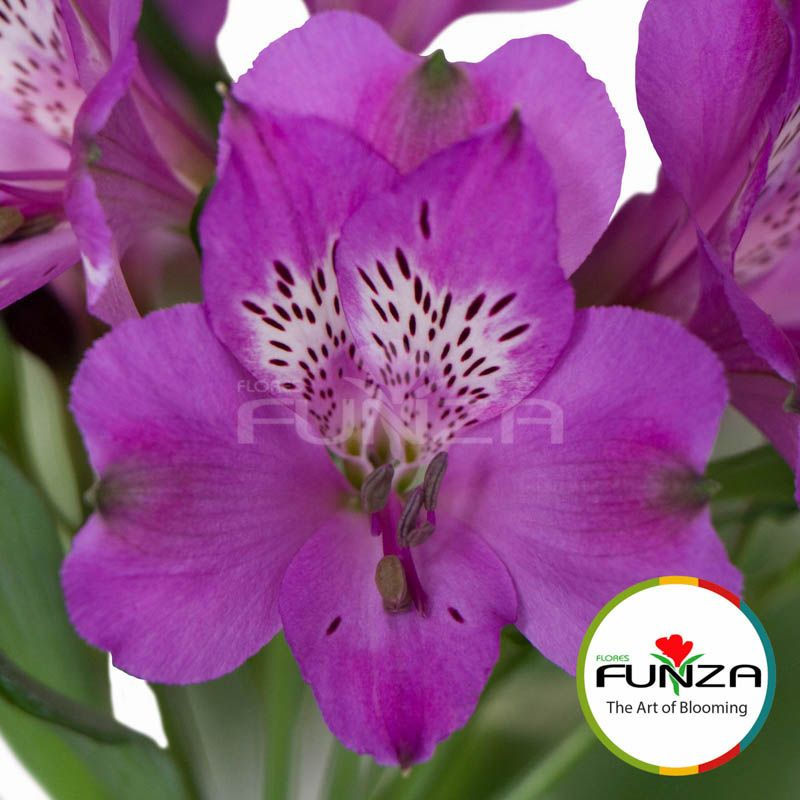 Alstroemeria Focus view from front