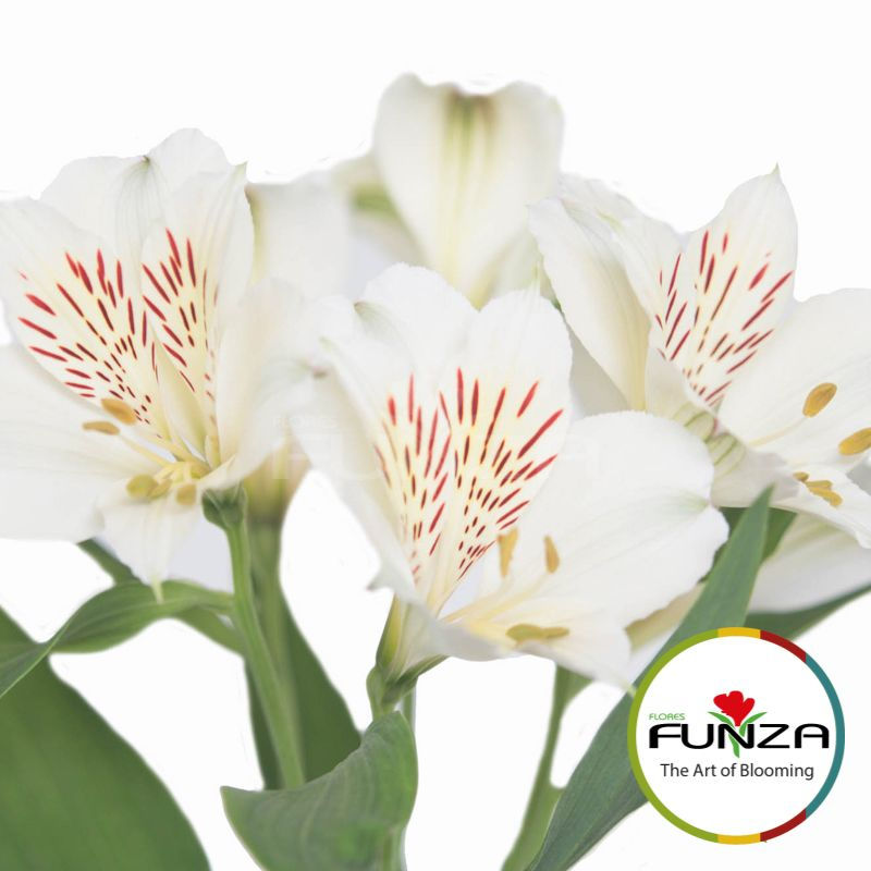 Miniature : Whistler