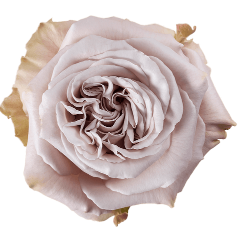 Garden Rose Westminster Abbey view from top