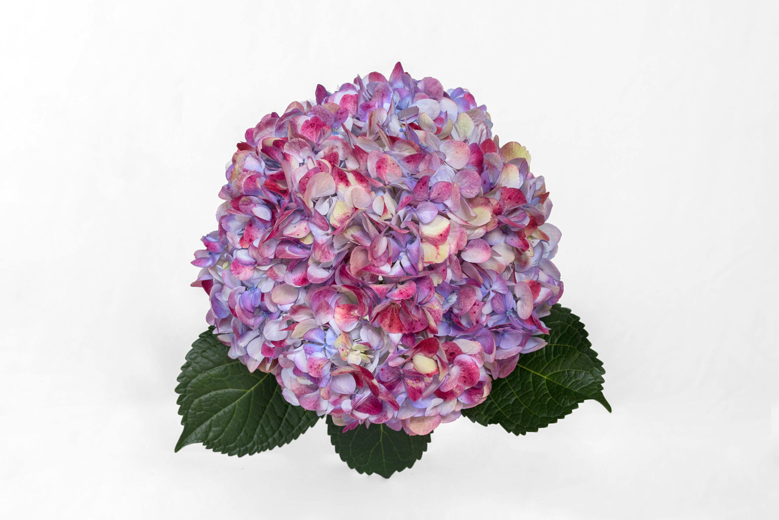 Antique Lavander Bicolour hydrangea