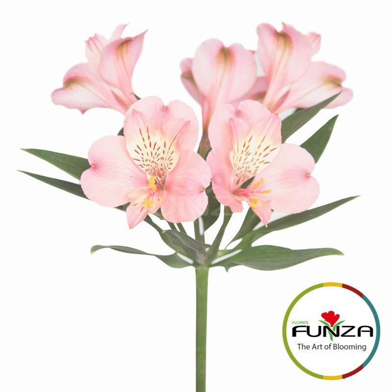 Alstroemeria Fifi view from far
