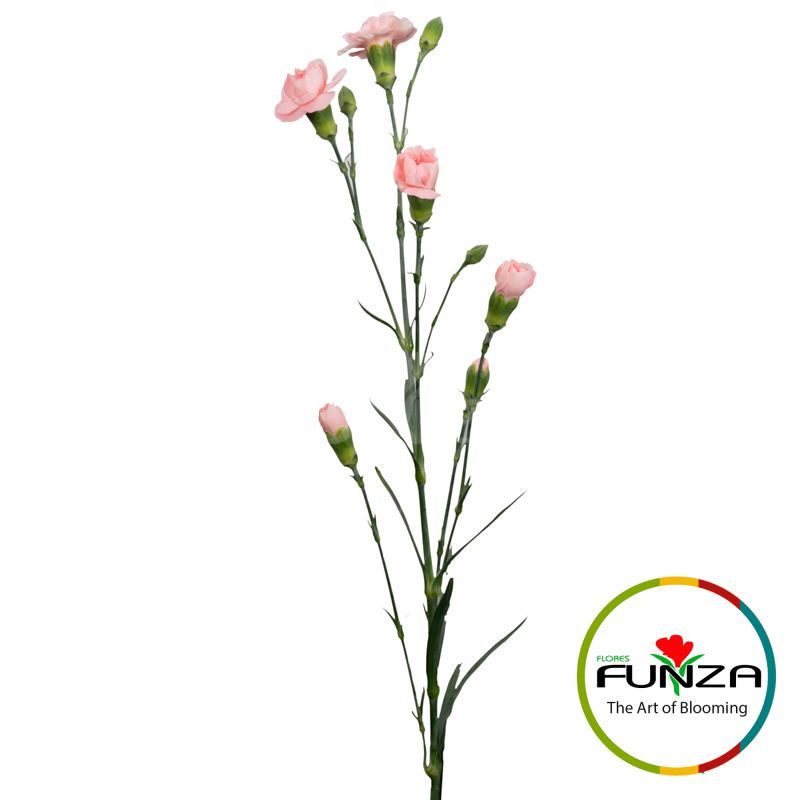 Miniature : Operetta