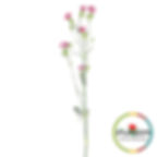 a stem of the Solomo Bono Dianthus Bicolour