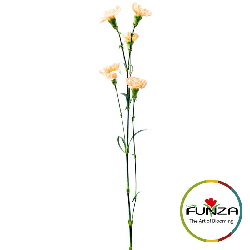 Miniature : Nectarine