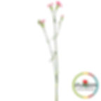 a stem of the Lala Sabor Dianthus Pink