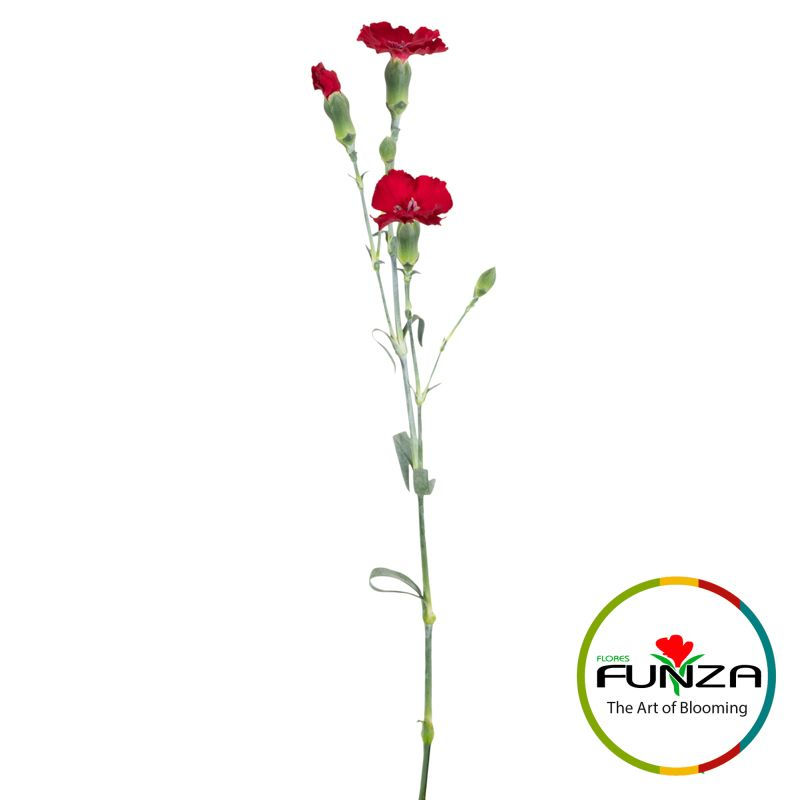 Solomio Edo Dianthus Burgundy view from far