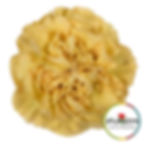 Mustard yellow carnation view from top