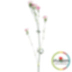 Sp2 17c888 Dianthus Bicolour Pink view from raf
