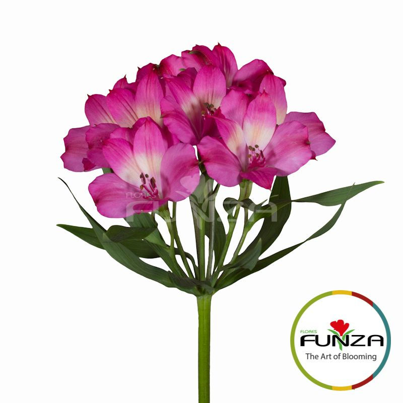 Alstroemeria Intez Pink view from far