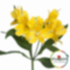 Alstroemeria Yellow Voyager view from loin