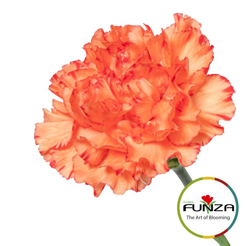 Miniature : Carnation Bahamas view from side