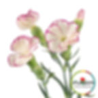 Solomio Tino Dianthus view from close