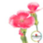 Lala Sabor Dianthus Pink view from close