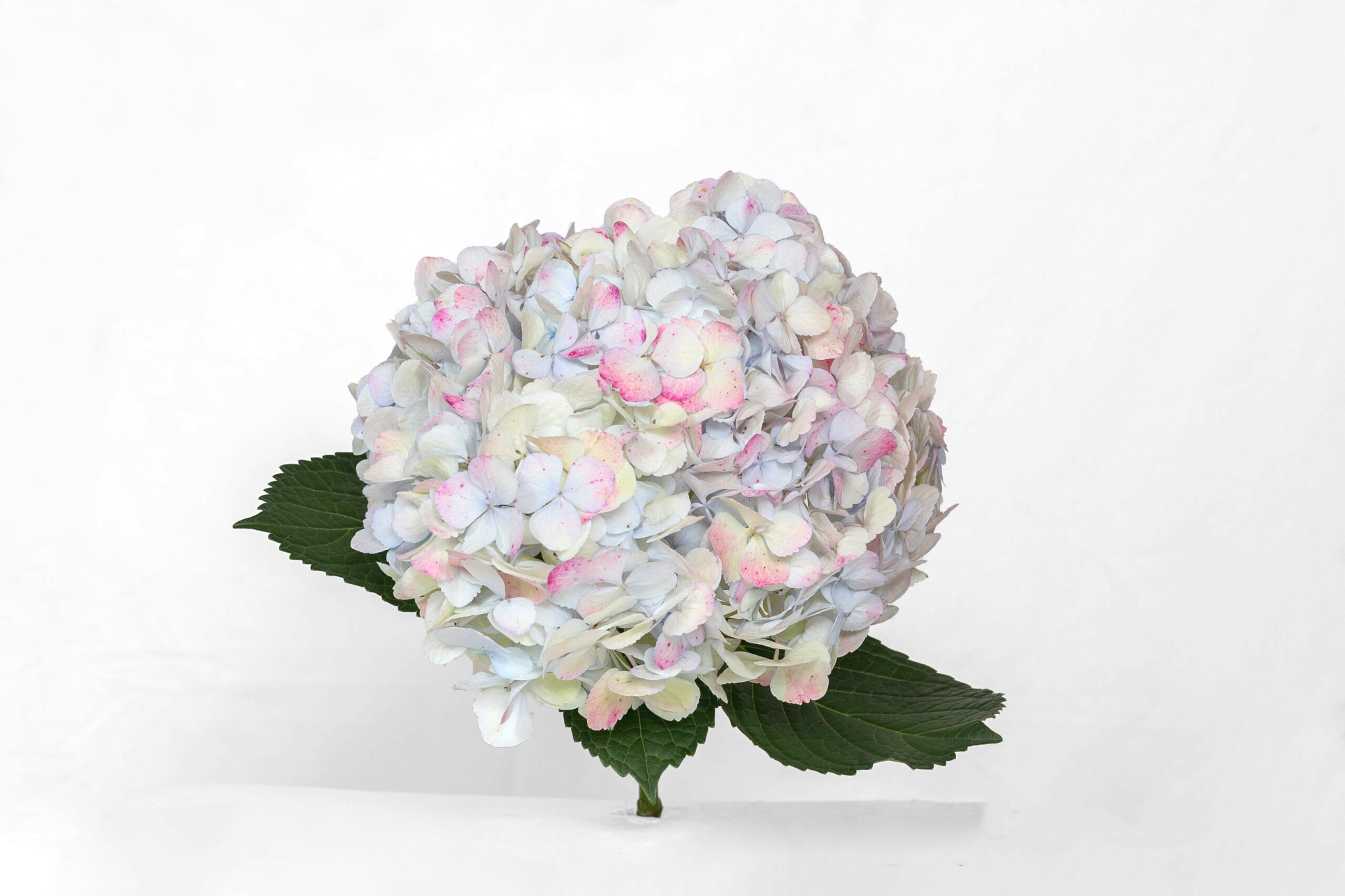Antique  Pink Jumbo Hydrangea