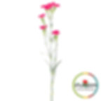 a stem of the Solady 9054 Dianthus Pink