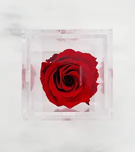 PReserved Roses.webp