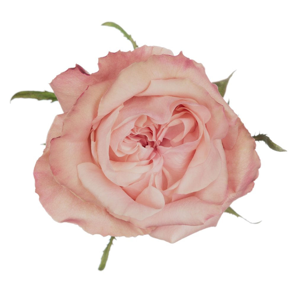 Art Nuovo view from Top