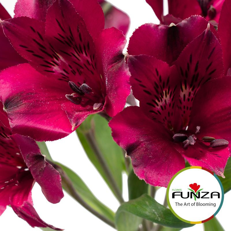 Miniature : Velvet Queen