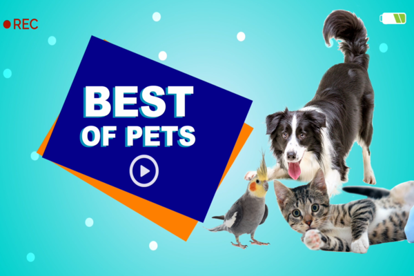 Best of Pets