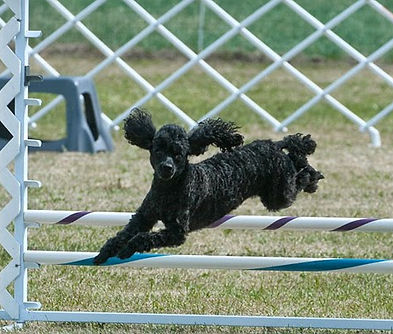 poodle jumping over an outdoor obstacle