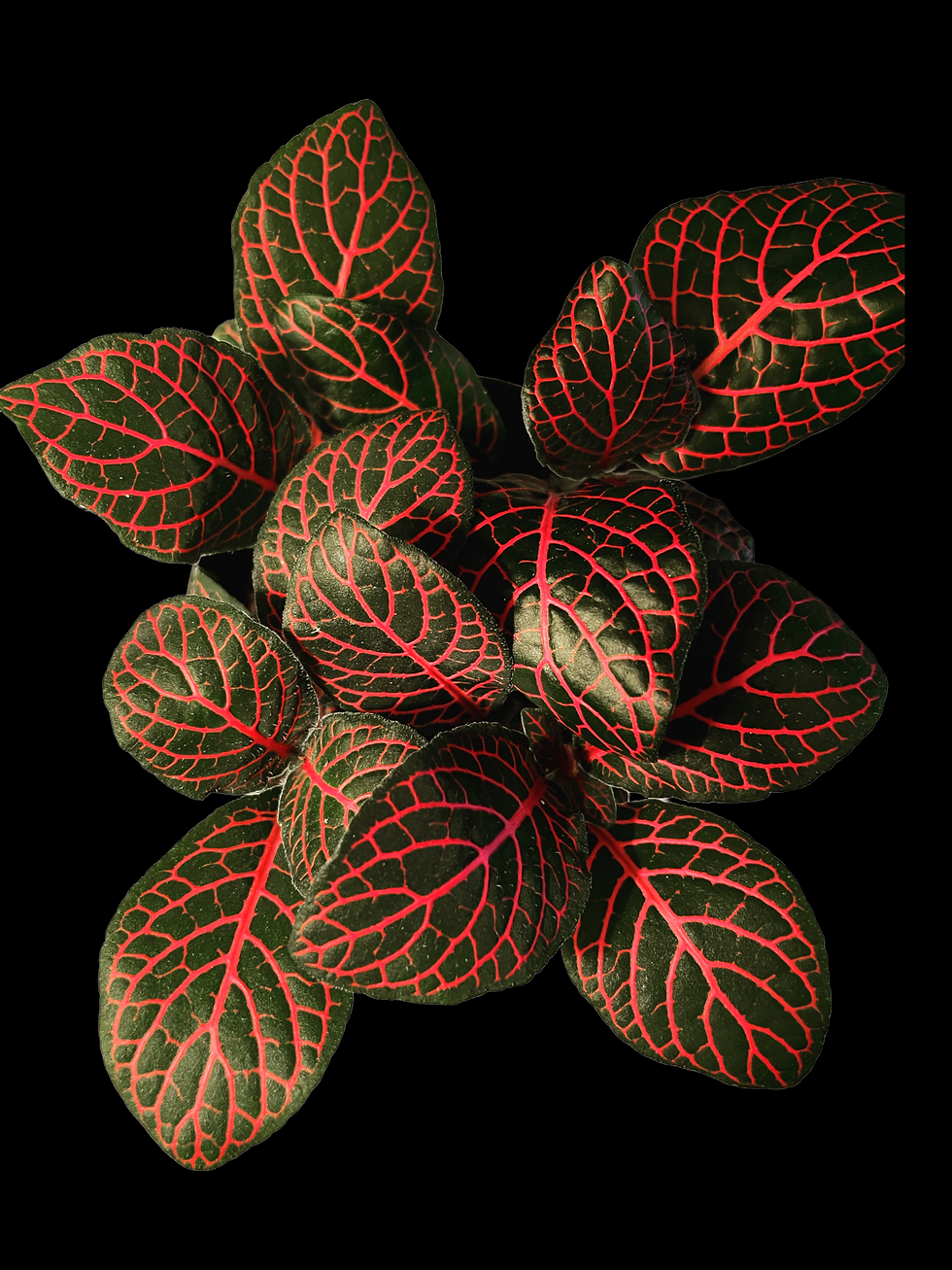Fittonia - Nerve Plant 