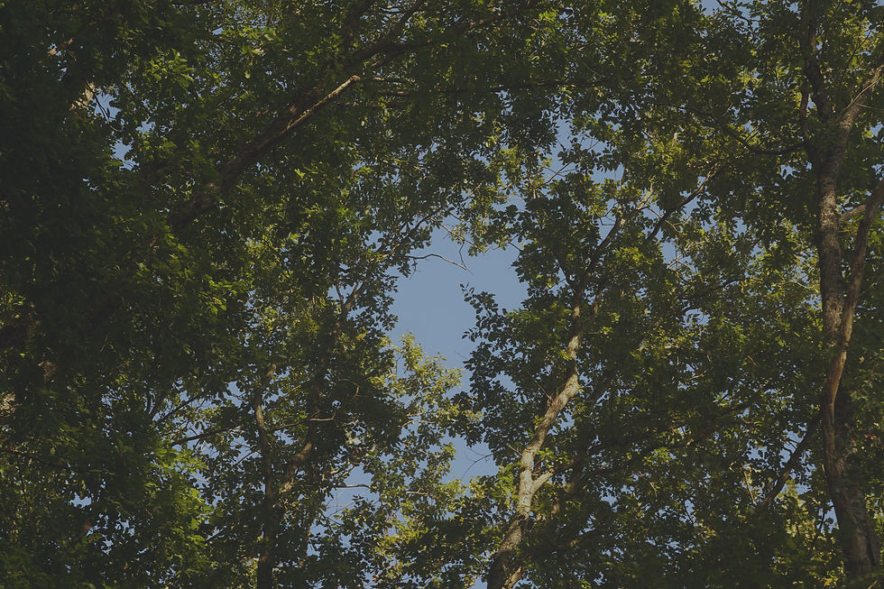 Lush green canopy of trees, blue sky peeking through