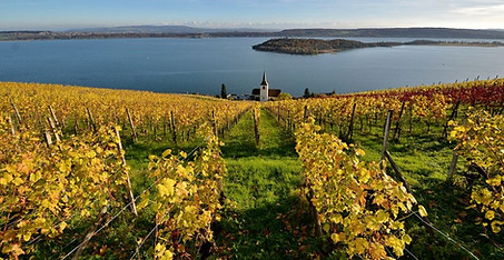 Vignoble du lac de Bienne avec l'église et la vue sur le lac