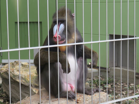マンドリル(霊長目 オナガザル科)