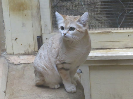 スナネコ(食肉目 ネコ科)