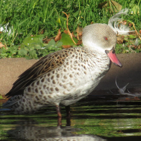 アカハシコガモ(カモ目 カモ科)