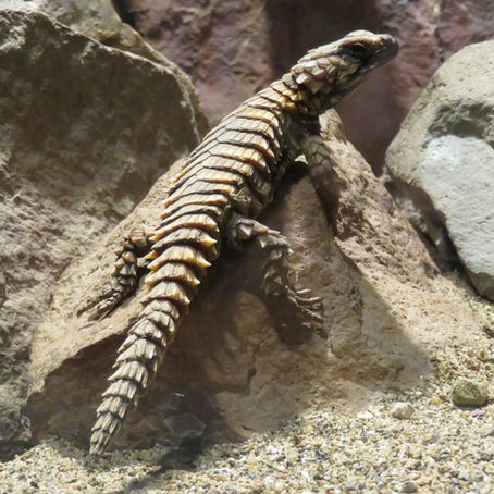 アルマジロトカゲ(有隣目 ヨロイトカゲ科)