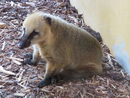 アカハナグマ(食肉目 アライグマ科)