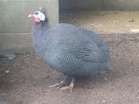 ホロホロチョウ(キジ目 ホロホロチョウ科)