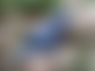 オウギバト(ハト目 ハト科)