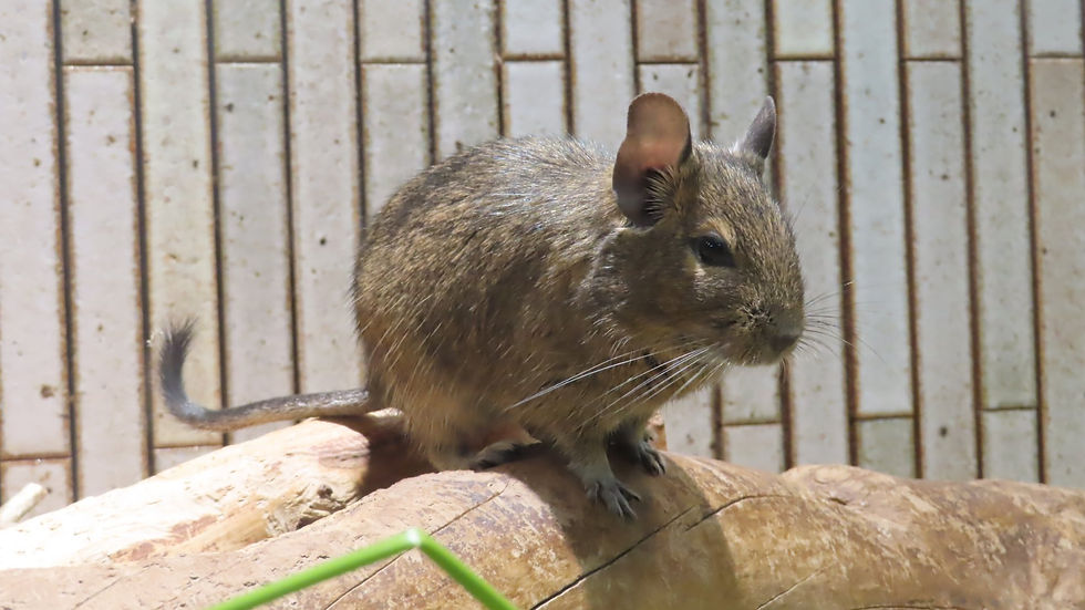デグー(げっ歯目 デグー科)
