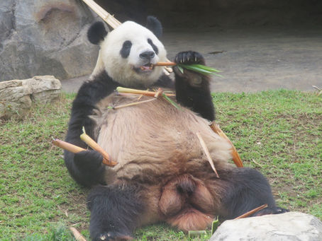 ジャイアントパンダ(食肉目 クマ科)