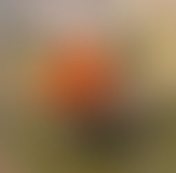 アカツクシガモ(カモ目 カモ科)