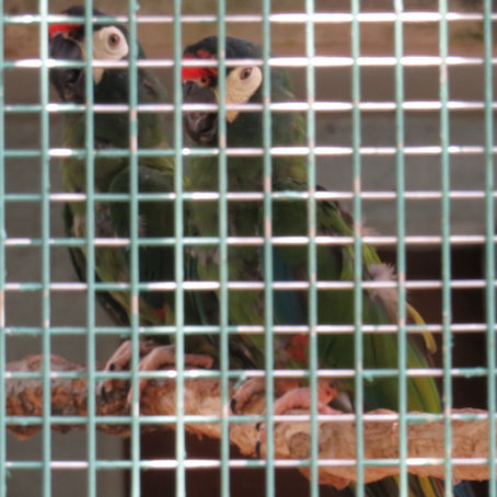 アカビタイヒメコンゴウインコ(オウム目 インコ科)