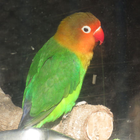 ルリゴシボタンインコ(オウム目 オウム科)