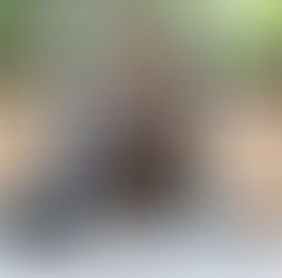 ソウゲンワシ(タカ目 タカ科)