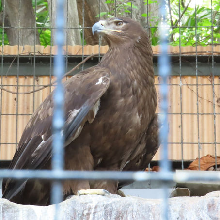 ソウゲンワシ(タカ目 タカ科)