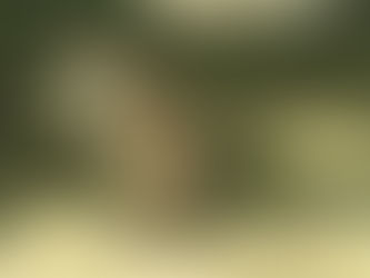 パルマワラビー(双前歯目 カンガルー科)
