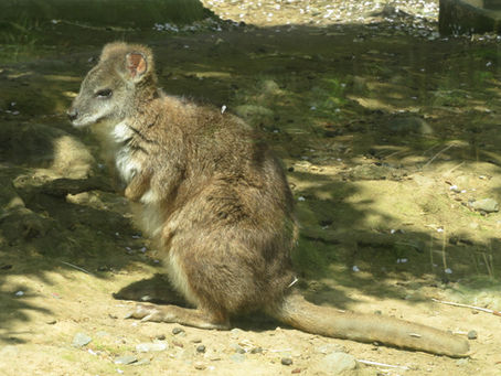 パルマワラビー(双前歯目 カンガルー科)