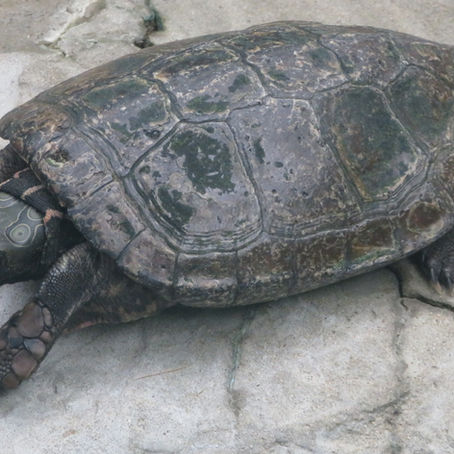 ヨツメイシガメ(カメ目 イシガメ科)