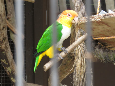 シロハラインコ(オウム目 インコ科)