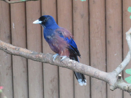 ルリカケス(スズメ目 カラス科)