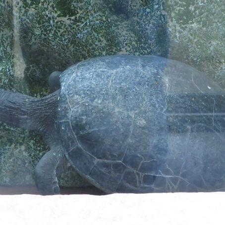 バタグールガメ(カメ目 イシガメ科)