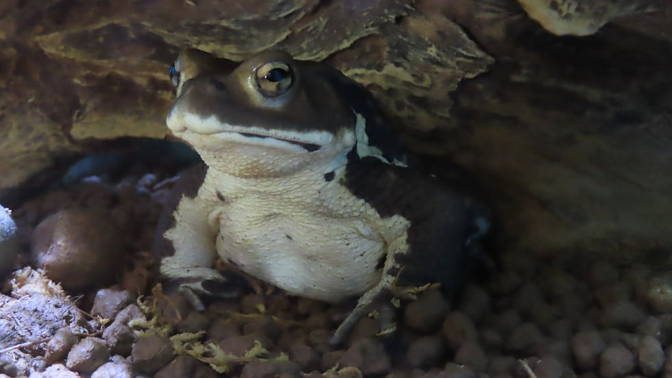 アズマヒキガエル(無尾目 ヒキガエル科)