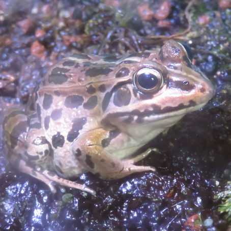 ナゴヤダルマガエル(無尾目 アカガエル科)